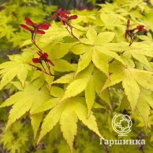 Клен Саммер Голд веерный
