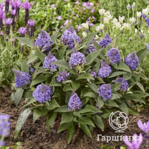 Буддлея Давида Литл Рокстарс голубая