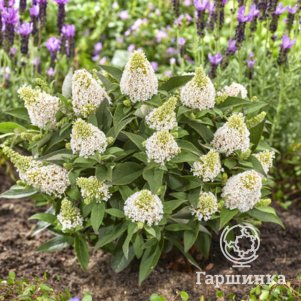 Буддлея Давида Литл Рокстарс белая