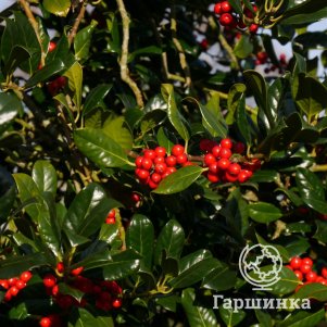 Падуб Ж.К. Ван Толл остролистный