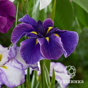 Ирис мечевидный Диннер Плейт Блю Мун