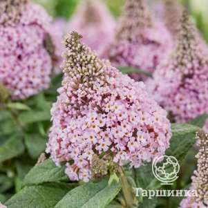 Буддлея Давида Литл Рокстарс розовая