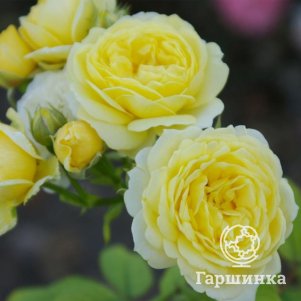 Роза Комтесс Дю Барри флорибунда