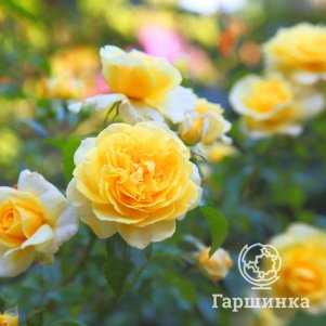 Роза Саммер