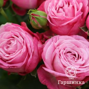 Роза Леди Бомбастик спрей