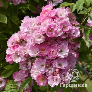 Роза Эппл Блоссом плетистая