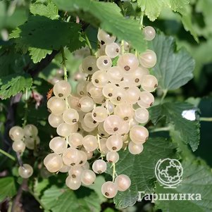 Смородина Беляна белая