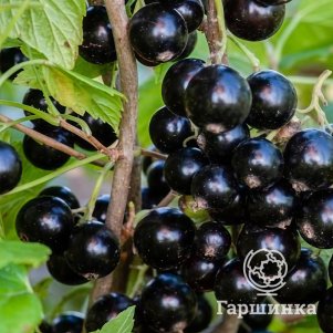 Смородина Черная вуаль черная