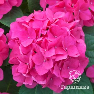 Гортензия Дорис крупнолистная (макрофила)