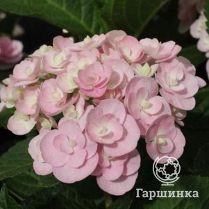 Гортензия Дабл Пинк Лав крупнолистная (макрофила)