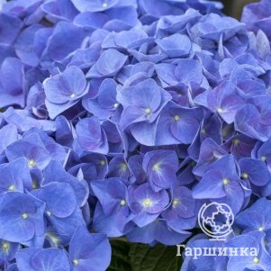 Гортензия Джип Блю крупнолистная (макрофила)