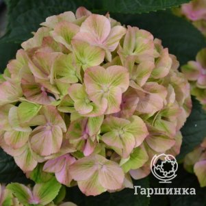 Гортензия Белла Пеш крупнолистная (серия Рембрант)