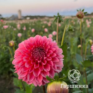 Георгина Пинк Раннер декоративная