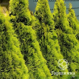 Живая изгородь: Туя Голден Энн 10шт