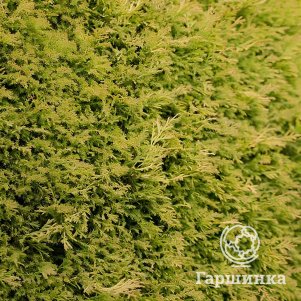 Живая изгородь: Туя Рейнголд 10шт