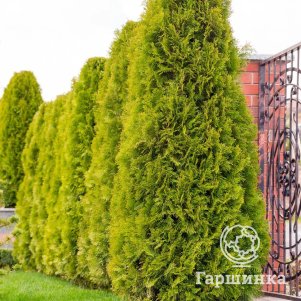 Живая изгородь: Туя Голден Брабант 10шт