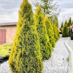 Живая изгородь: Туя Голден Смарагд 10шт