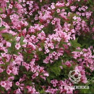 Живая изгородь: Вейгела Боскоп Глори 10шт