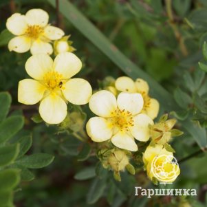 Живая изгородь: Лапчатка Примроуз Бьюти 10шт