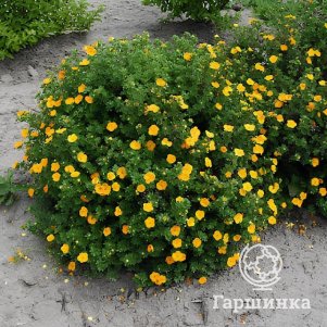 Живая изгородь: Лапчатка Манго Танго 10шт