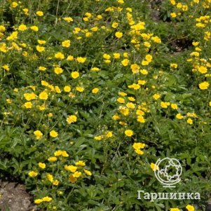 Живая изгородь: Лапчатка Цитрус Тарт 10шт