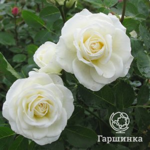 Живая изгородь: Роза Джей Пи Коннел 10шт