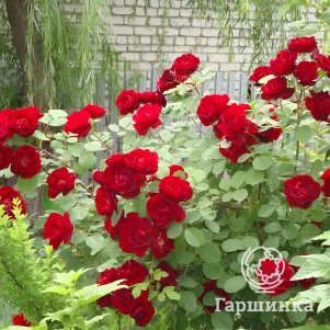 Живая изгородь: Роза Кутберт Грант 10шт