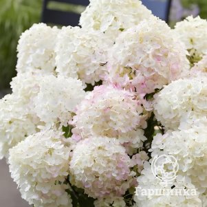 Живая изгородь: Гортензия Литл Роуз 10шт