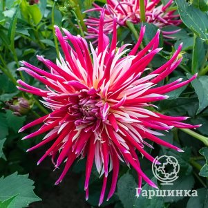 Георгина Чайна Таун Сонг кактусовидная