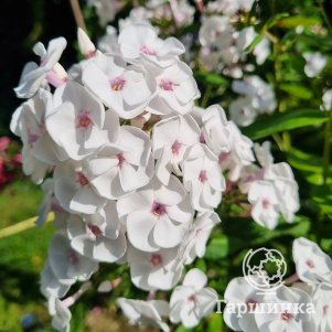 Флокс Молочное суфле