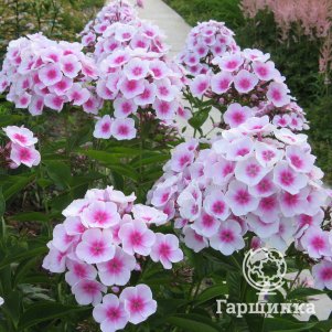 Флокс Европа метельчатый