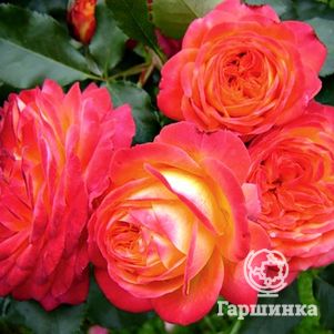 Роза Мидсаммер флорибунда, Тантау (лиц)