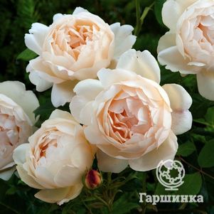 Роза Воллертон Олд Холл, Д.Остин  кустарниковая (лиц)