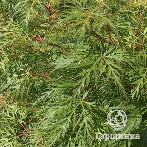 Клен Эмеральд Лейс