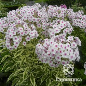 Флокс Крем де ла Менте метельчатый