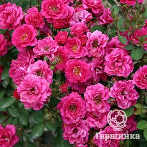 Роза Блю Парад миниатюрная, Imperial Rose