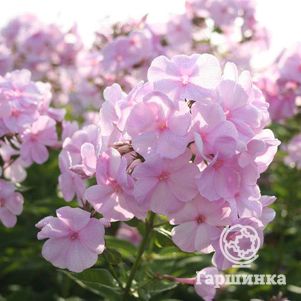 Флокс Пинки Хилл метельчатый