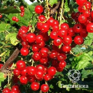 Смородина Джонкер Ван Тетс красная