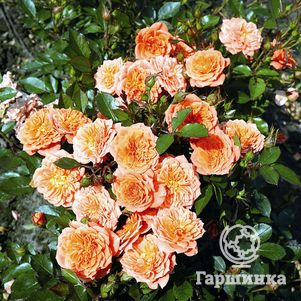 Роза Нинетта миниатюрная, Тантау (лиц)