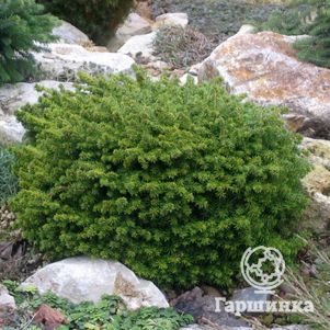 Ель обыкновенная Литл Джем