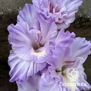 Гладиолус Голубая Метель