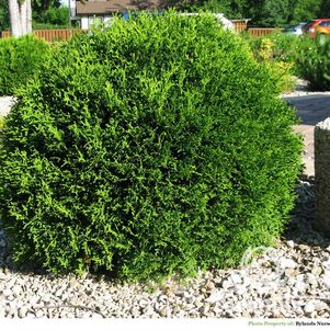 Туя Литл Гиант шаровидная