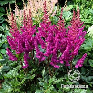 Астильба Вижн ин Ред китайская