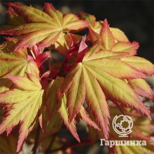 Клен Оранж Дрим