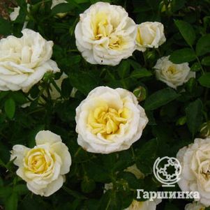 Роза Джей Пи Коннел канадская парковая (лиц)