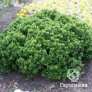 Барбарис Нана самшитолистный