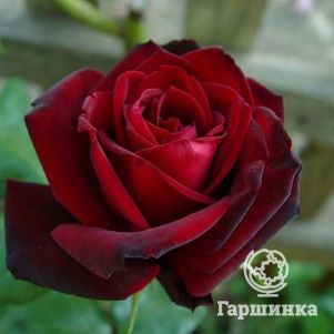 Роза Баркароле чайно-гибридная, Топалович (лиц)