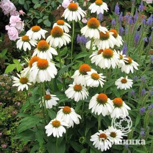 Эхинацея пурпурная Белый лебедь