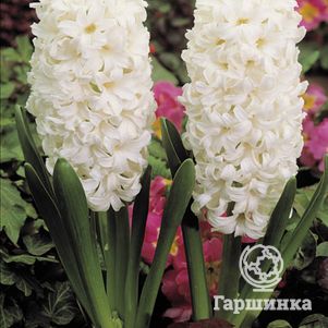 

Гиацинт Карнеги 3 шт