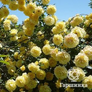 Роза Казино плетистая, Imperial Rose